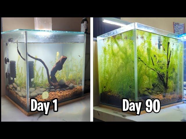 New Fish Tank Setup | Aquarium Decoration Ideas (Day 1 to Day 90)