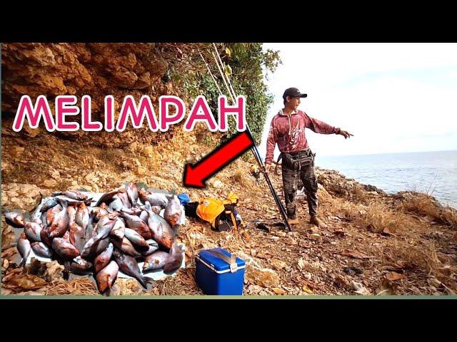 BERBURU IKAN KAKAP MERAH‼️HASIL MELIMPAH || mancing pinggiran