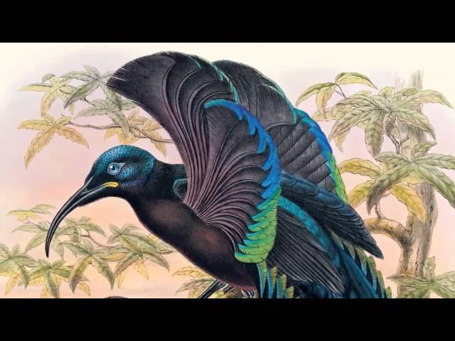 David Attenborough on Sharpe's Birds of Paradise | The Folio Society