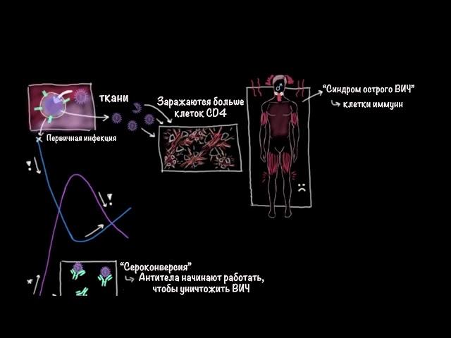 ВИЧ и СПИД | Здоровье | Медицина