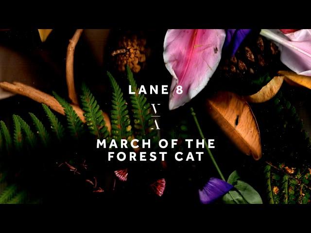 Lane 8 - March of the Forest Cat