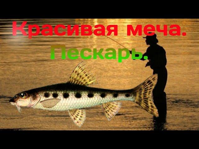 Русская рыбалка 3 Offline. Красивая меча. Пескарь. Турнир.