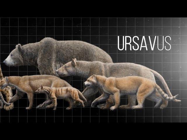 EVOLUTION OF BEARS AND THEIR HISTORY ON PLANET EARTH || LIVING EARTH ©