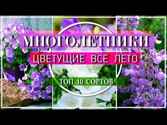 10 ПОТРЯСАЮЩИХ МНОГОЛЕТНИКОВ  Цветущие ВСЕ ЛЕТО