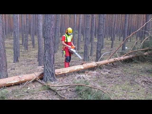 Sturmholz aufarbeitung