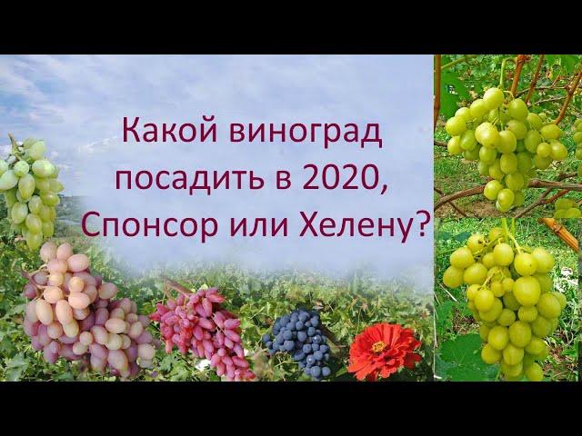 @Какой виноград посадить в 2020, Спонсор или Хелену