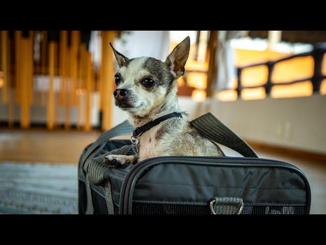 How to travel with a small dog (flight tips)