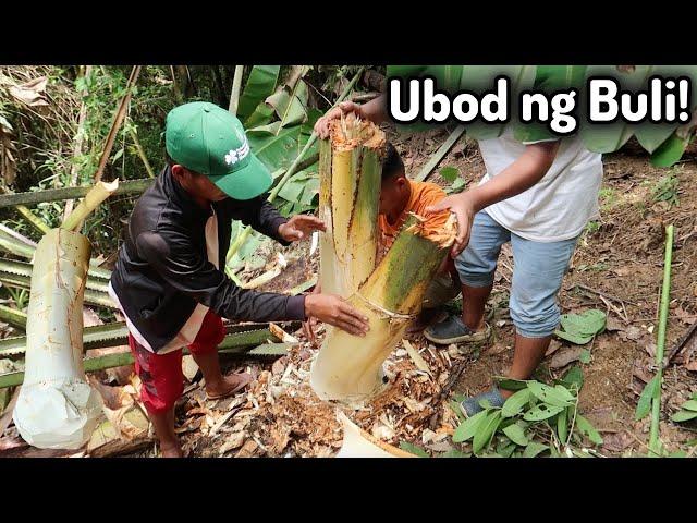 Pagkuha ng Ubod ng Buli sa bundok | PALM TREE