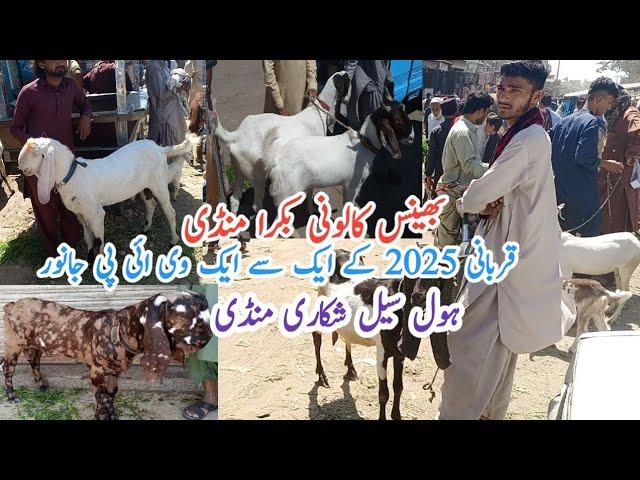 Bhains Colony Bakra Mandi latest update wholesale Shikari Mandi