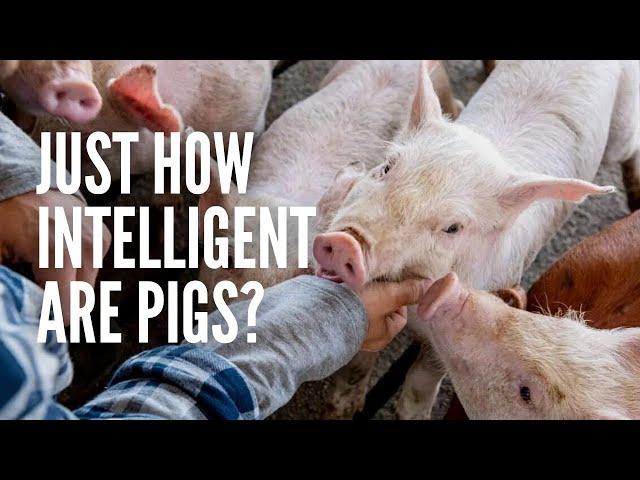 How Intelligent Are Pigs?