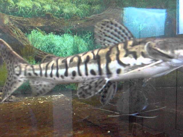 Pseudoplatystoma fasciatum tiger shovelnose catfish