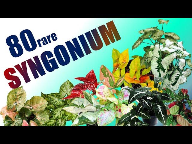 80 SYNGONIUM | HERB STORIES