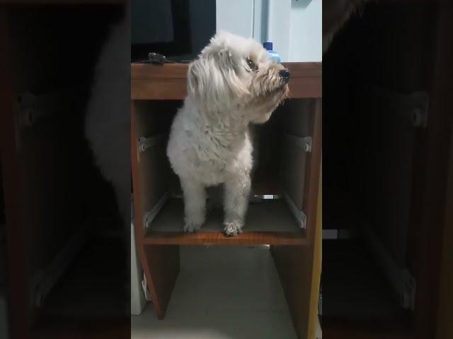 I didn't know how my dog got onto the cupboard by herself and what is she looking at?