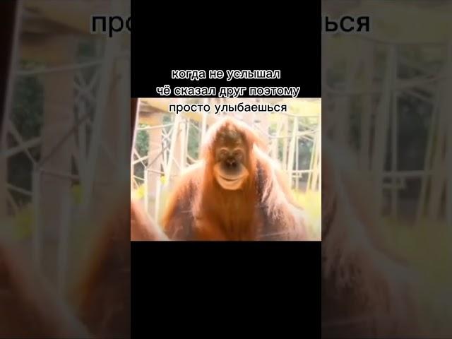 когда не услышал че сказал друг поэтому просто улыбаешься • тик ток мем рыжая обезьяна улыбается