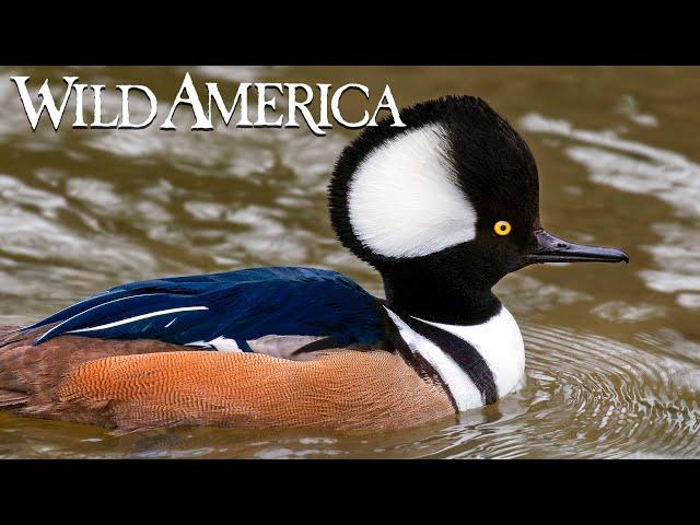 Wild America | S2 E9 Woodies & Hoodies | Full Episode HD