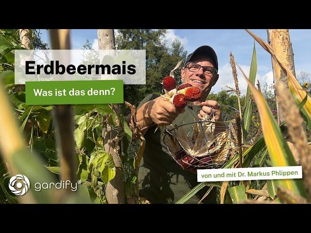 Erdbeermais: Anbau, Ernte & Popcorn – Caros und Markus Tipps für deinen Garten!