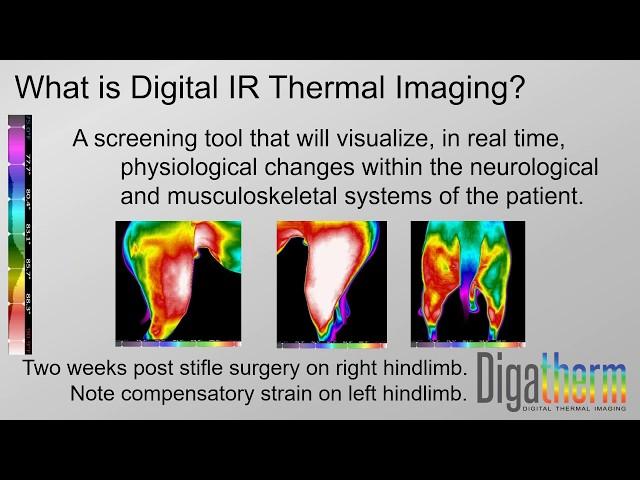 10 Minute Intro to Veterinary Digital Thermal Imaging