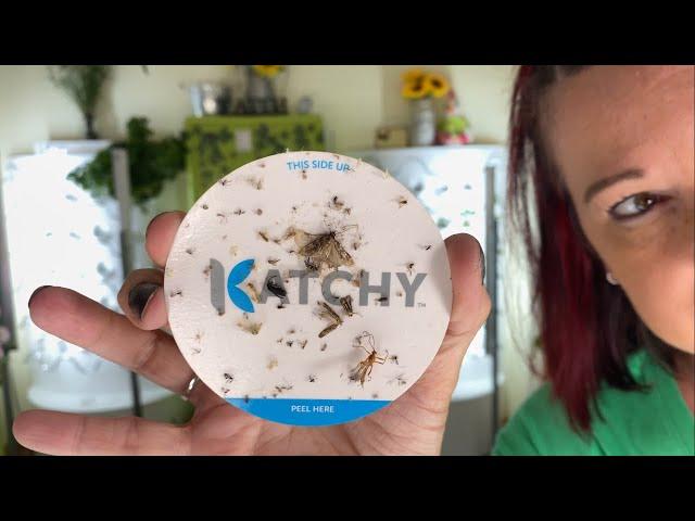 USING KATCHY INDOOR BUG TRAPS FOR OVER A YEAR - FULL REVIEW