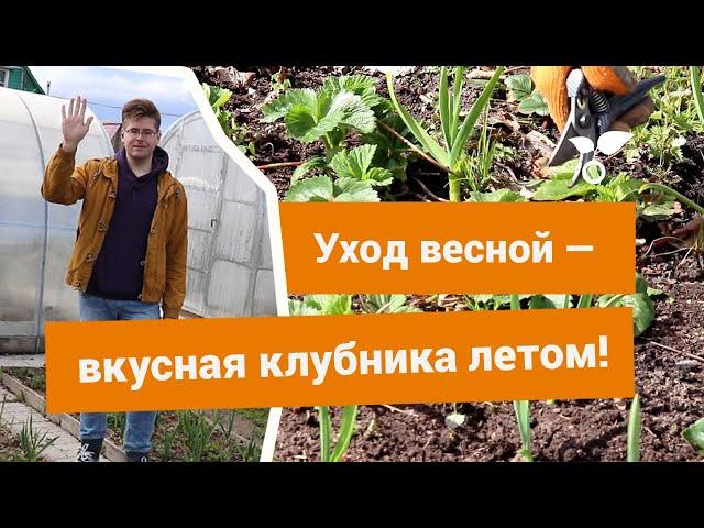 Уход за клубникой весной — готовим её к плодоношению правильно