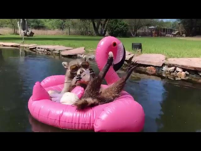 Raccoon Chills on Flamingo Float Eating Ice Cream - 1039964