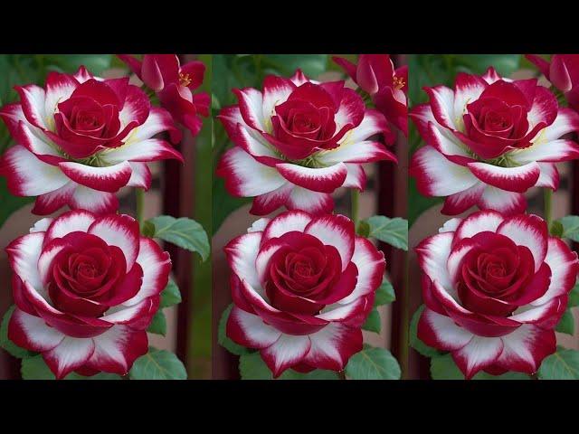 How to make roses from plastic bags - flower crafts ideas