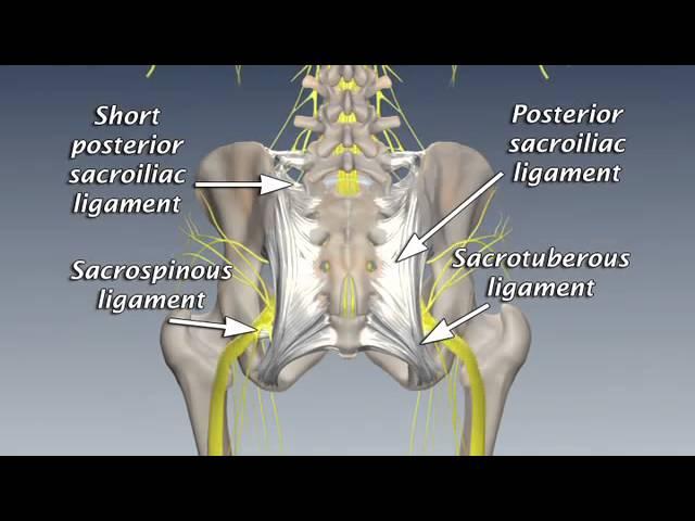 SI Joint Anatomy, Biomechanics