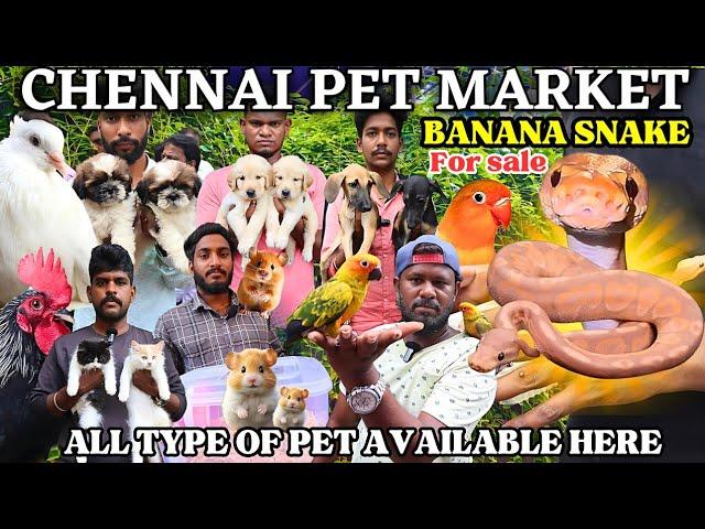 SNAKE SELLING AT BROADWAY MARKET| PETS| @gowthamirfan3858#broadwaypetmarket#petmarket#pets#pet