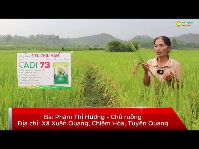 ADI 73 - Lúa siêu chịu hạn trèo đèo, lội suối