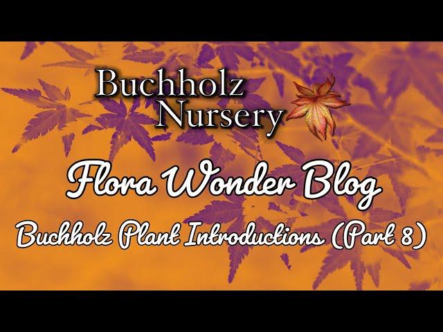 Flora Wonder | Buchholz Plant Introductions (Part 8)