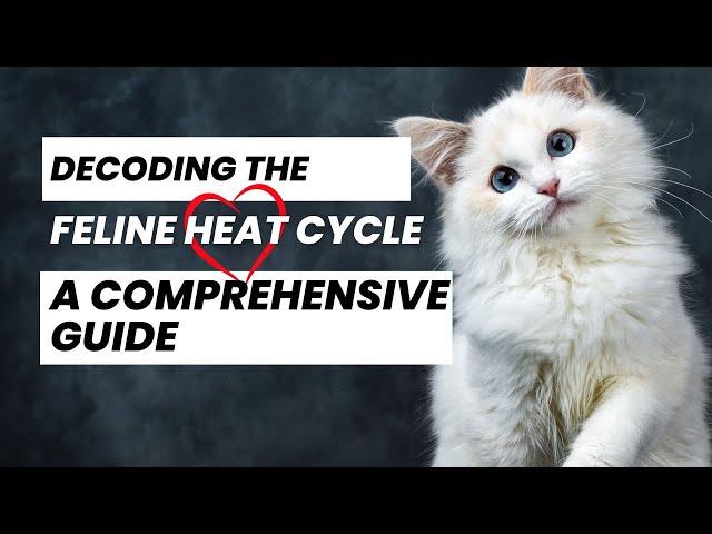 Decoding the Feline Heat Cycle: A Comprehensive Guide