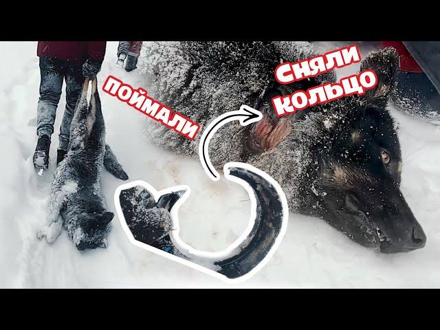 Собака с КОЛЬЦОМ на шее мучилась всю жизнь. Ловим, выстрелив шприцом.