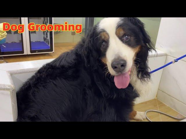 10 YEARS OLD DOG GROOMING,DIRTY DOG TAKE A SHOWER,PETGROOOMING