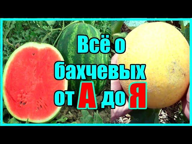 ВСЁ О БАХЧЕВЫХ ОТ А ДО Я / СДЕЛАЙ ТАК И АРБУЗЫ И ДЫНИ БУДУТ БОЛЬШИМИ И СЛАДКИМИ!