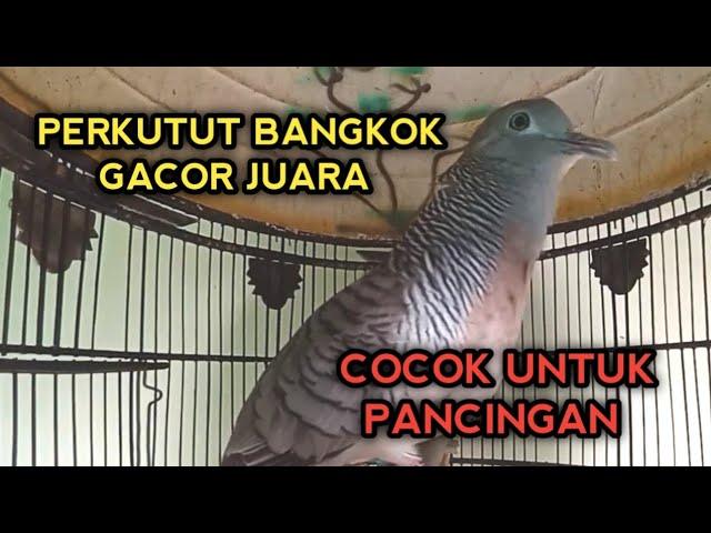 PERKUTUT BANGKOK GACOR JUARA UNTUK PANCINGAN SEMUA PERKUTUT