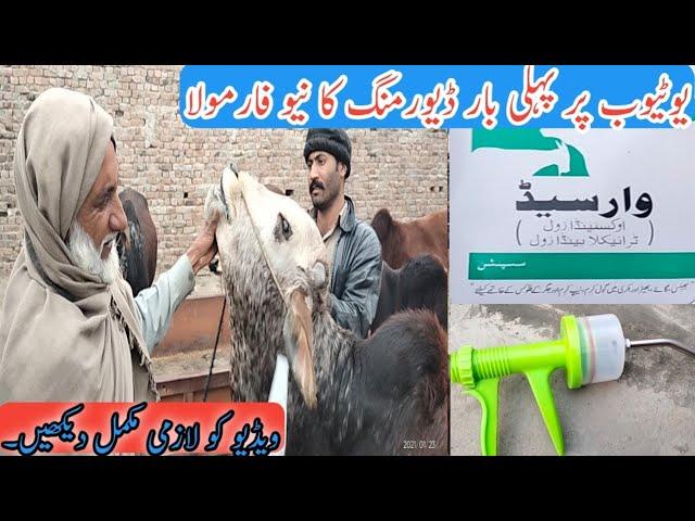 Saad Azhar cattle Farm ka Dewarming karne ka New tariqa| Business talks official