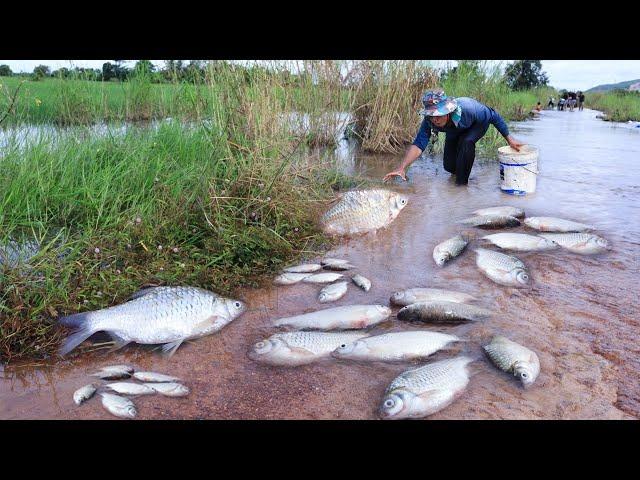 Amazing Fishing- Best hand fisherman catch fish by hand skill