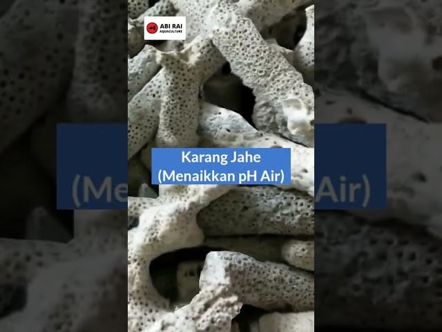 REKOMENDASI MEDIA FILTER AKUARIUM AIR TAWAR MURAH