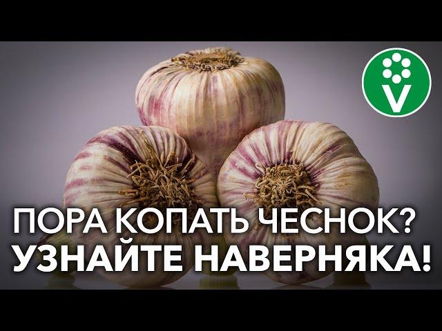 Когда убирать чеснок? 3 верных признака готовности чеснока!