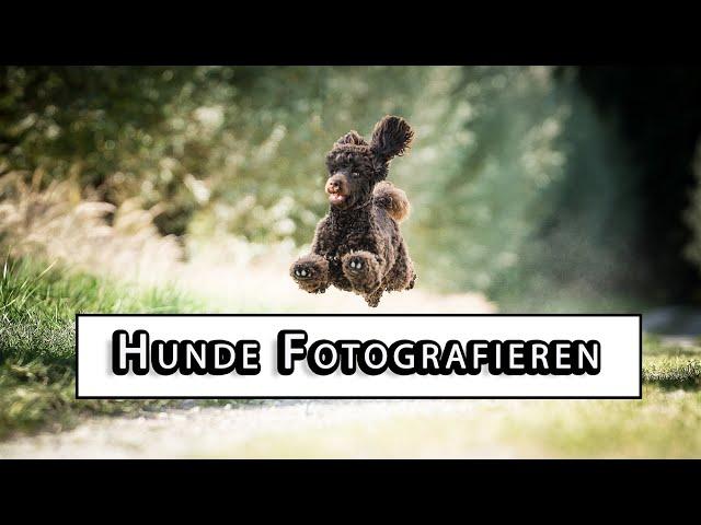 Hund fotografieren lernen Tutorial - Ideen und Objektiv