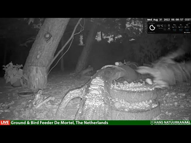 Hans natuurkanaal Tawny owl catch mouse 31-08-2022