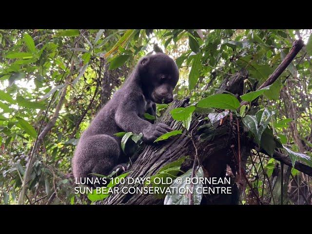 Sun Bear Rehabilitation | Happy 100 days, Luna | BSBCC