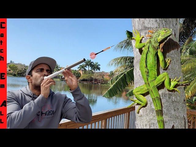 BLOW DARTS for IGUANA CATCHING! **Iguanas Falling from Trees in Cold Weather**