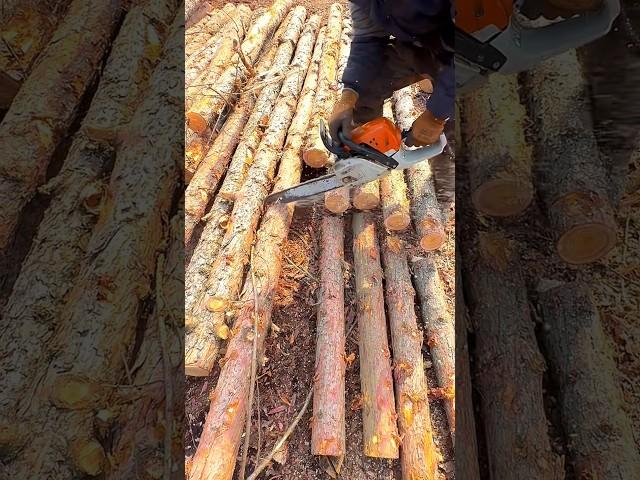 The process of cutting a log into firewood with a chainsaw