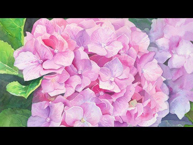 Hydrangea  Advanced Watercolor  SKILLSHARE CLASS TRAILER