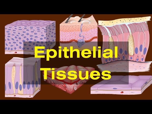 Epithelial tissues class 9 ||Epithelial tissues- Types and Functions|| Biology