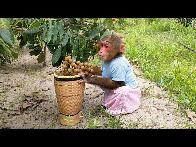 Full 1 hour of adorable moments of smart monkey Kobi
