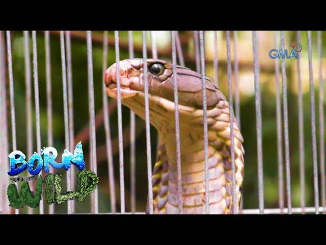 Born to be Wild: Batangas residents capture a 112-inch King Cobra