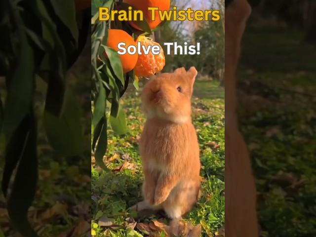 Riddle Me This rabbit eating solvethis #pets#riddleswithanswers #riddlechallenge #riddleversekids