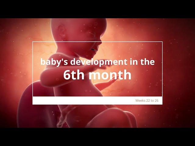 Baby's Development in Month 6 of #Pregnancy | Fetal Growth & Development | 6 Months #Pregnant