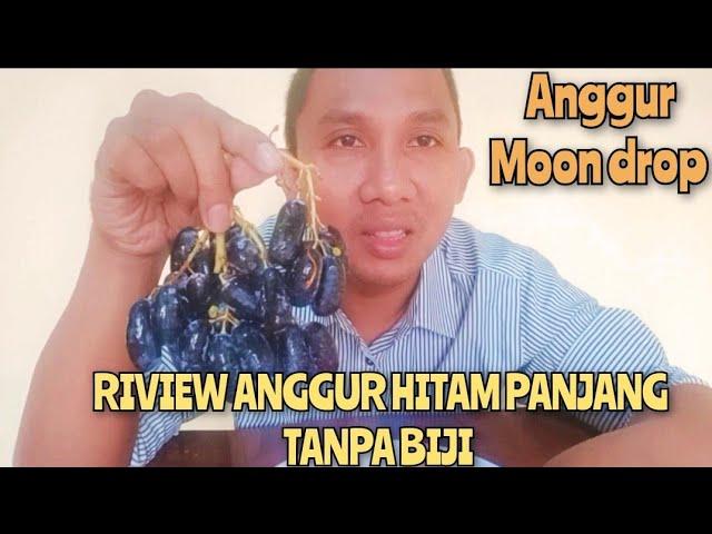 RIVIEW ANGGUR HITAM PANJANG TANPA BIJI || anggur moon drop